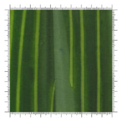 Sunburst Batiks Forest